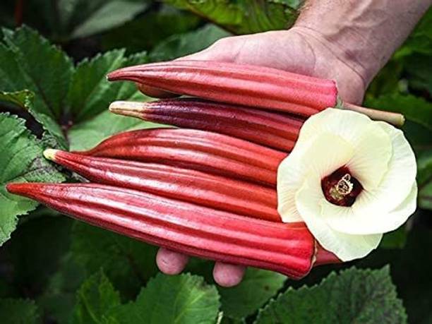 CYBEXIS XL-63 - Burgundy Red Okra - (1350 Seeds) Seed