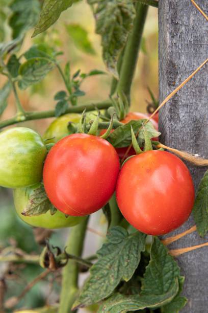Kishori Creation tomato Seed