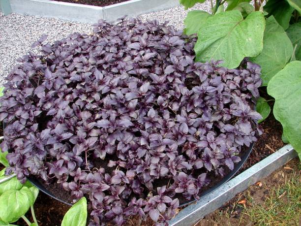 Mozette Organic basil purple herb Seed