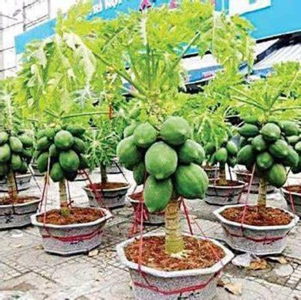 YI Saler Papaya (Dwarf variety), Easy grow in pots Hybrid & Fast Fruiting, 100% 