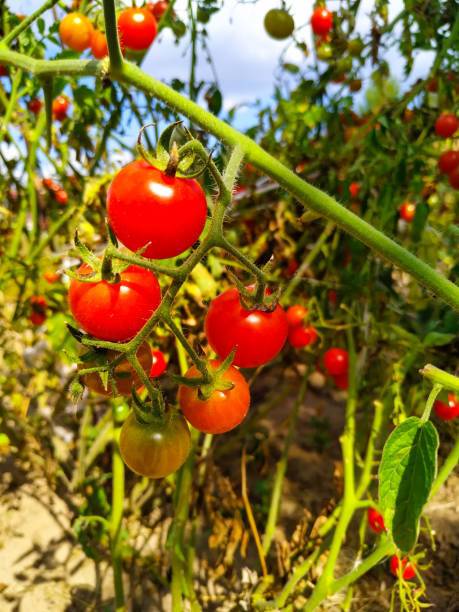 Seedsqlty tomato Seed