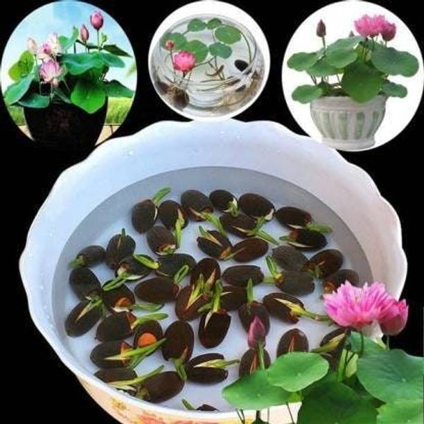SEMINNA VITA japanese bonsai lotus seeds,kamal seeds,kamal gatta seeds, 100% Germination Seed