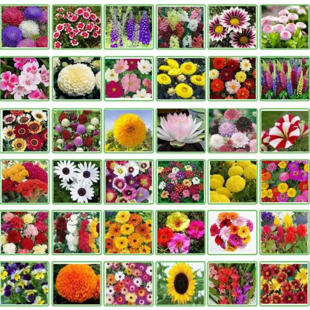 Crapulous 25 Variety Of Flower Seeds Combo Pack Seed