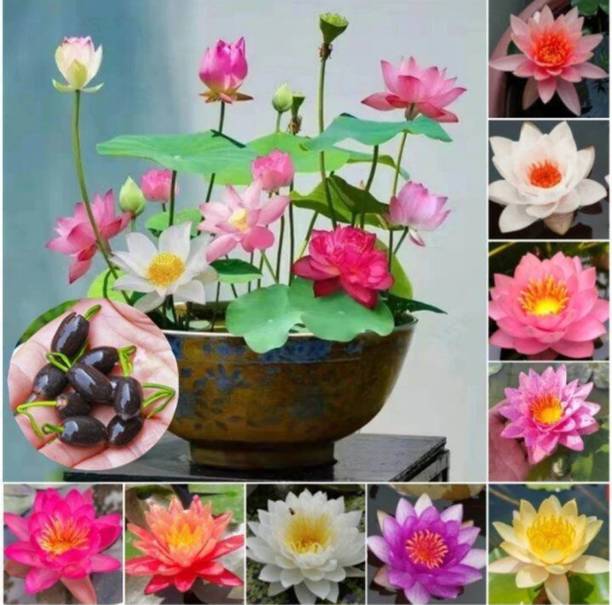 chemco Lotus Seeds/ Plant Seeds, A Grade Quality Seed