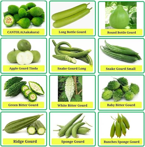 ibains Quick home garden combo vegetable seeds Seed