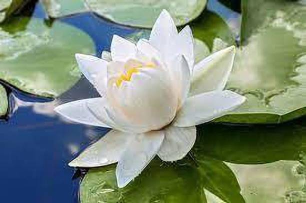 CARIBBEAN LOTUS SEEDS Seed