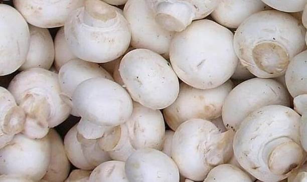 GREENSEA Milky Mushroom Seed