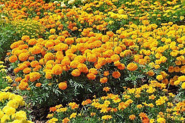 PNOQO marigold/gende ka phool flower seeds Seed