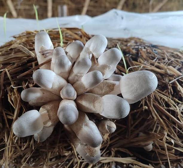 KrishnaSheeds White Oyster Mushroom Seed
