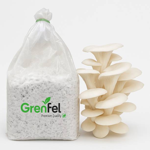 grenfel White Oyster Mushroom Spawn 600g – Fast & Heavy Yield | Easy Home Cultivation | Seed