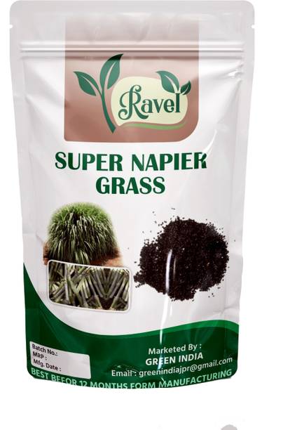 Ravel Super Napier Grass,Hybrid Grass,Australian Red Napier Grass_3000 Seed