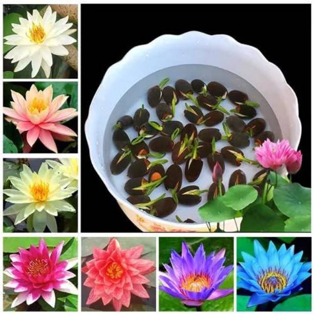 SEEDKEY original lotus flower plant seeds Seed