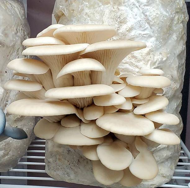 VAN OUSI Button mushroom seed,organic,Healthy,Vegetable seed,Pack of Seed