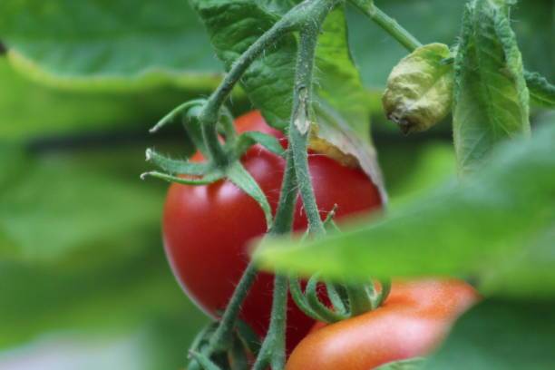 Kishori Creation tomato Seed