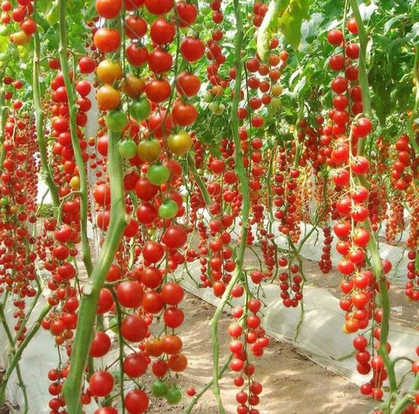 LBS FARMING Cherry Tomato vegetable seeds. Pack of 100 Seed