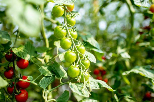 Dia tomato Seed