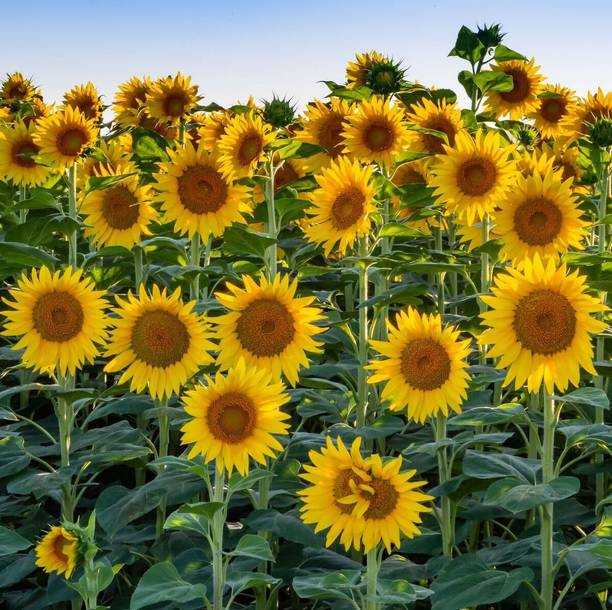 Aywal "Yellow Giant" Sunflower Seed