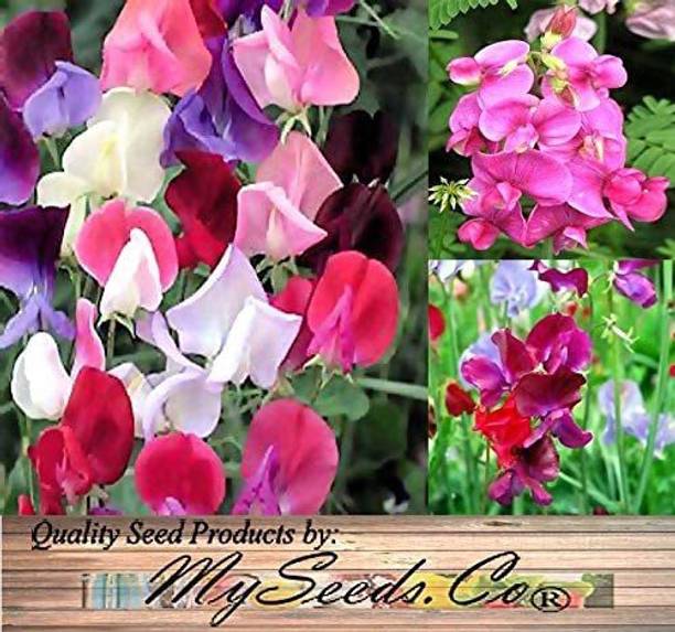 CYBEXIS VXI-70 - Sweet Pea Flower - (900 Seeds) Seed