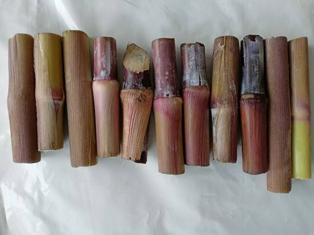 Grow Green Organics Australian Red Napier Grass Stick | Pack of 50 Fresh Red Napier Sticks Seed