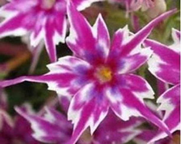 Mozette Exotic phlox twinkle Seed