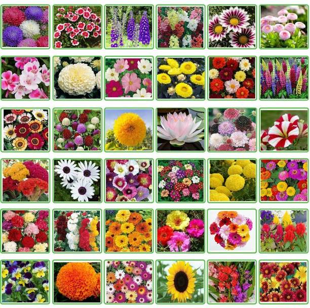 BISWAS 36 Variety Of Flower Seeds Combo Pack Seed