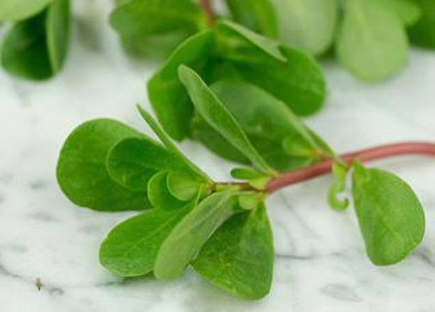 Mozette Organic kulfa Seed