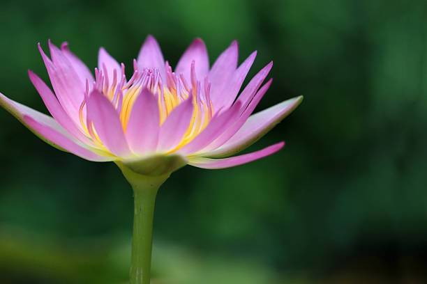 sbseeds Lotus Seed