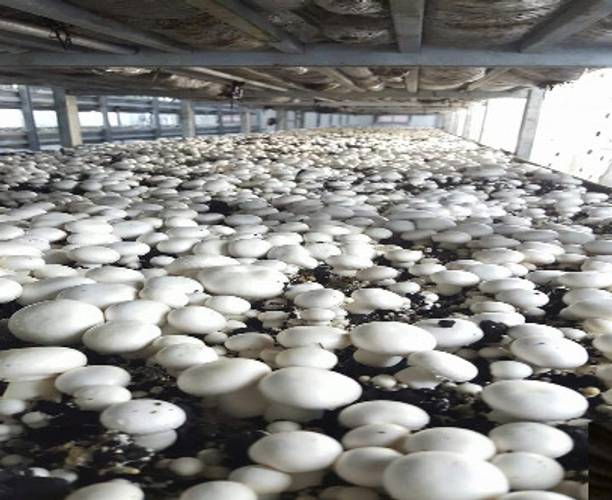 Mozette Organic mushroom herb Seed