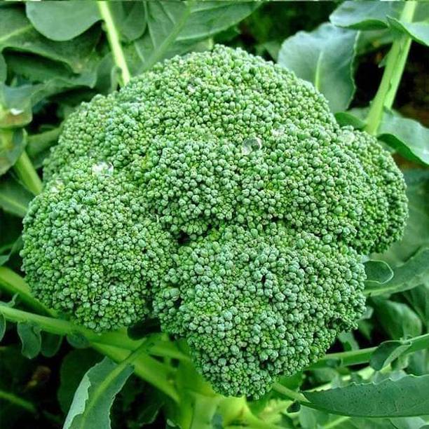 SMGOLD Fresh Broccoli Planting Vegetables Seed