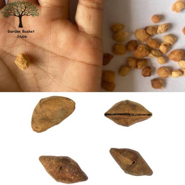 Garden Basket Hubb Belpatra Tree Seeds and Kaner Seeds 50 pcs each Seed