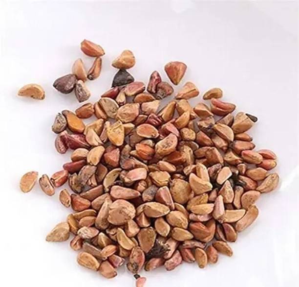 GREENSEA gulab, rose Seed