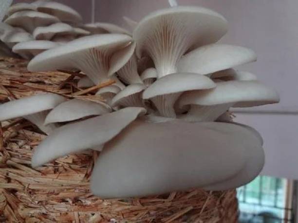 VAN OUSI Button mushroom seed,organic,Healthy,Vegetable seed,Pack of Seed