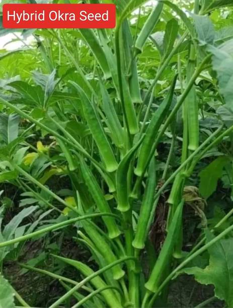 HYBRID 250g, hybrid bhindi / okra seed highest yield variety early fruiting Seed