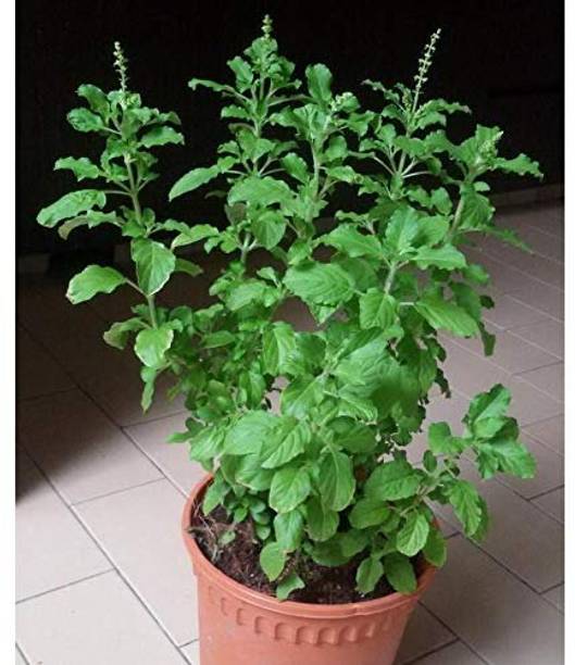 Dishita Go Green Basil Plant