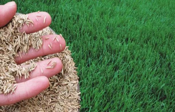 BDSresolve lawn gaess seeds for football ground/lawn grass for cricket ground Seed