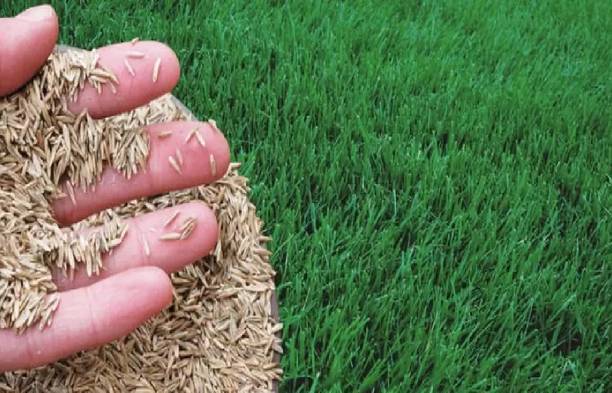 wequality Lawn grass seeds/Durba grass seeds for garden Seed