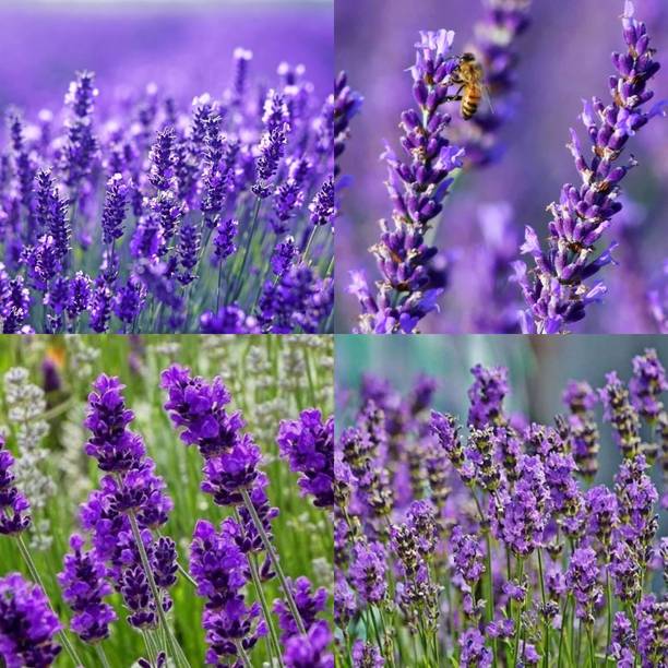 ibains lavender seeds for planting 5 Seed