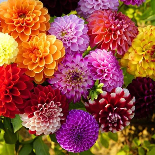 LIFELEX Mixed Dahlia Flower Seed