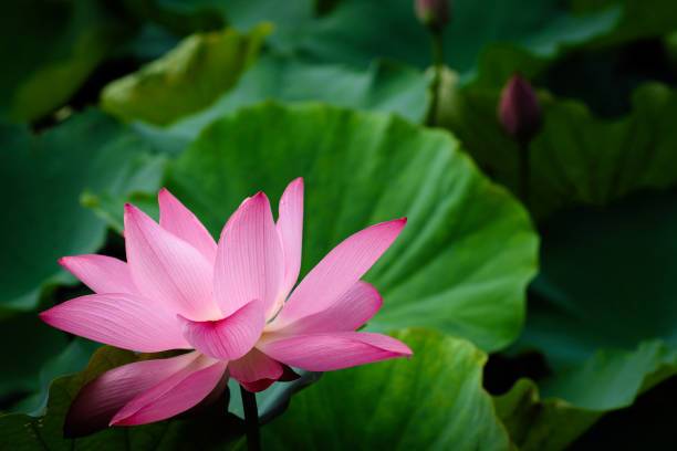 ME Traders Lotus Seed
