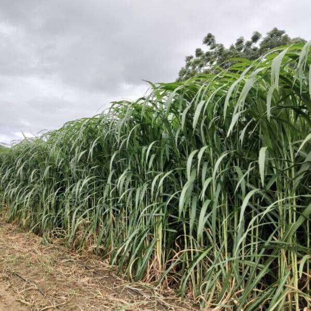 DEYS AGRO ® american 5g napier grass seeds,super napier grass Seed