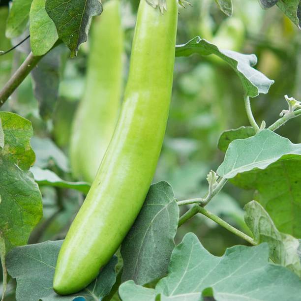 Mozette Organic Brinjal green long Seed