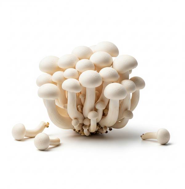 grenfel Premium (401g) Milky Mushroom First Generation Lab-Cultured Grain Spawn Spawn Seed
