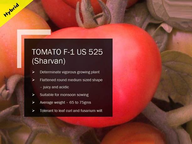 VibeX TOMATO F-1 PUAS-525(Sharvan) SEEDS(1000 Seeds) Seed
