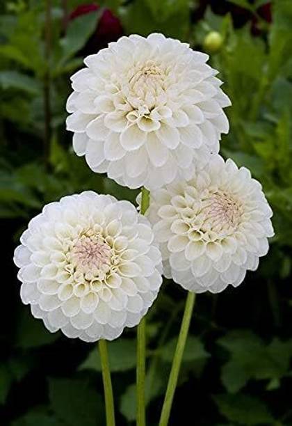 Aywal DAHLIA DECORATIVE MIX HYBRID FLOWER Seed