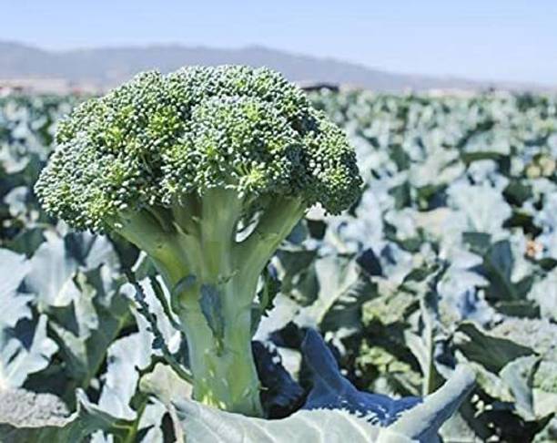 VibeX XLR-6 - Green Magic Broccoli - (1350 Seeds) Seed