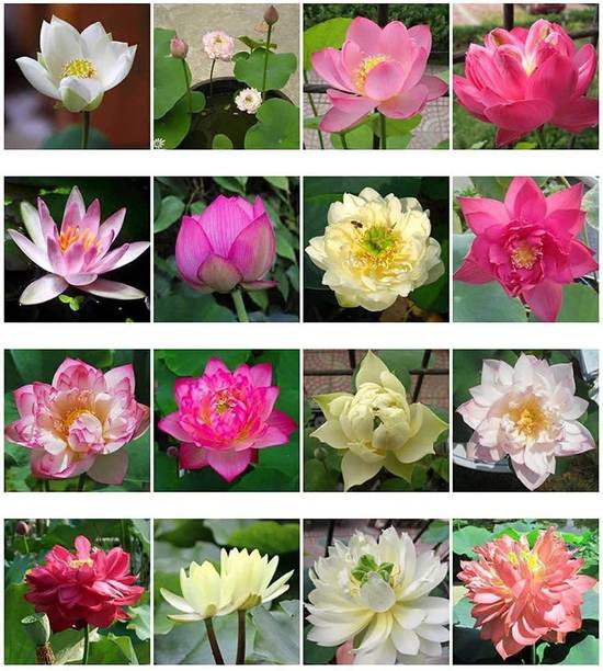 WILLVINE Lotus Seed