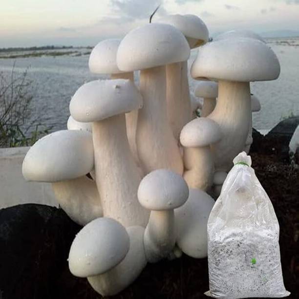 ग्रीनसी मशरूम बीज