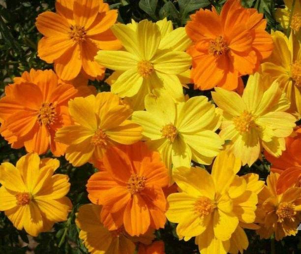 VibeX HUA-99 - Cosmos Klondyke Orange & Yellow Flower - (270 Seeds) Seed