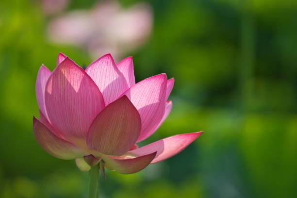 JDM Lotus Seed