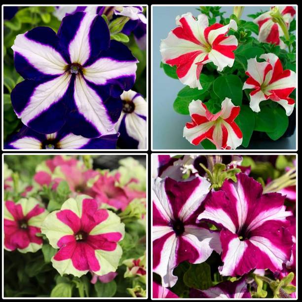 KKM Petunia Flower Seeds F1 Hybrid Mixed Colour 100% Germination For Home Gardening Seed